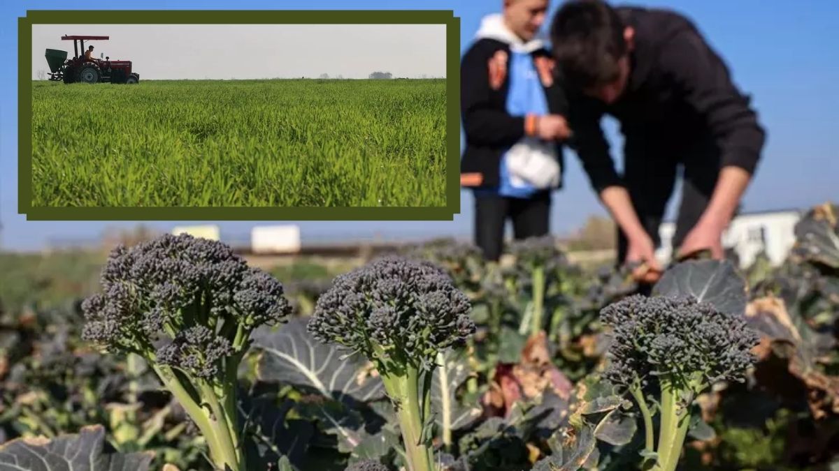 Kimse çöplük diye yüzüne bakmıyordu! Şimdi o arazide yetişmeyen sebze yok, öğrenciler ilçeye sipariş yetiştiremiyor