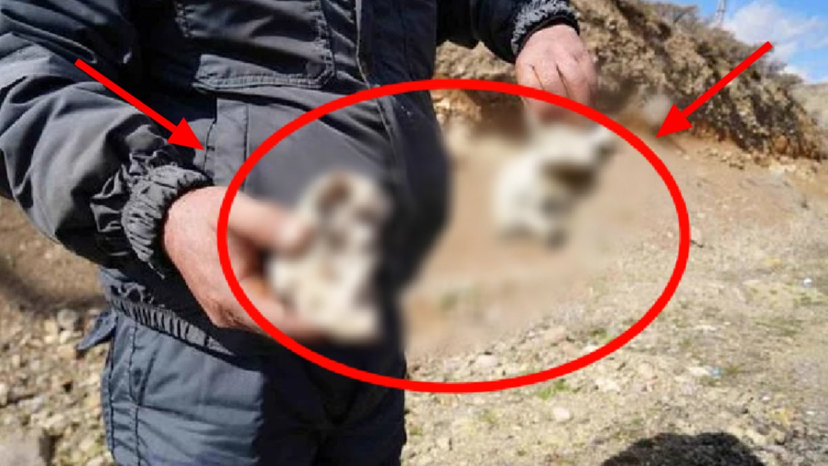 Niğdeli adam 25 metrelik yaratık buldu! Toprağı kazınca gözlerine inanamadı: Yetkililere incelenmesi için seslendi