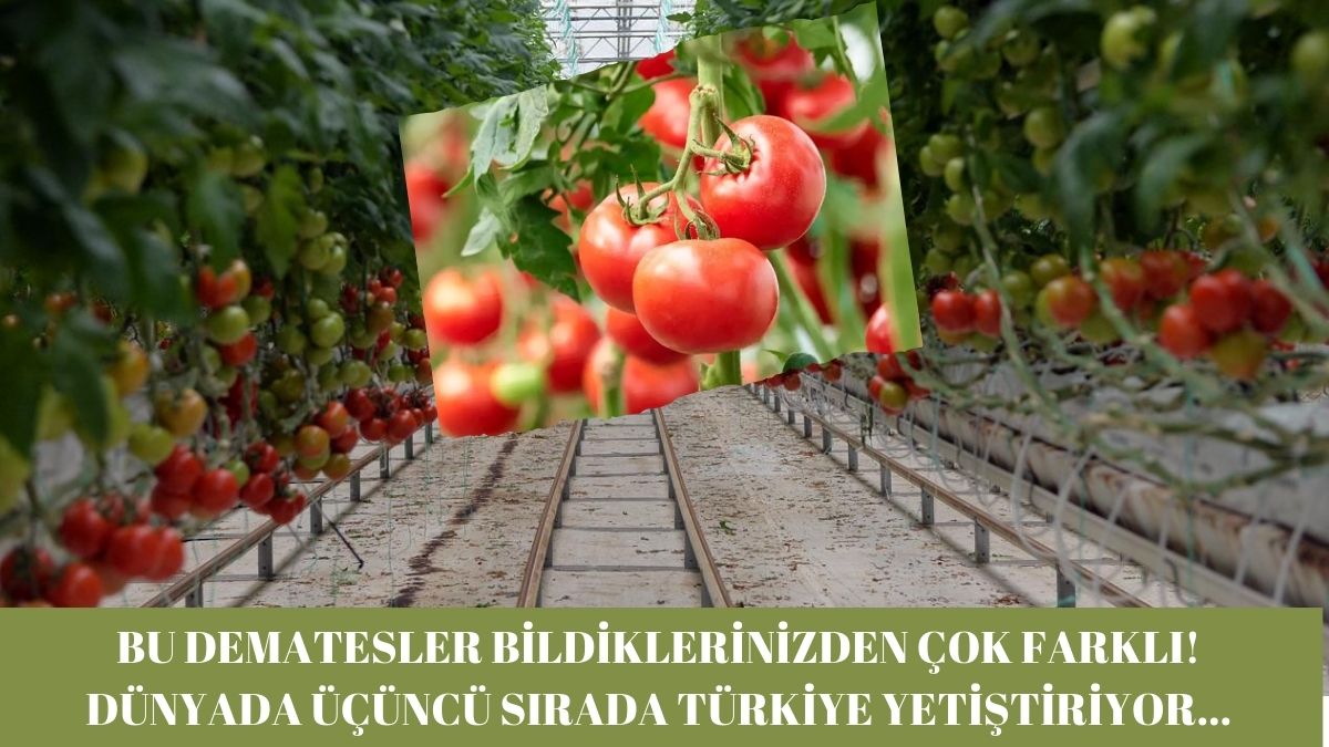 Bu domates altın değerinde! Kolay kolay kimse yetiştirilmiyor, Avrupa bulunca hemen alıyor farkı ise...