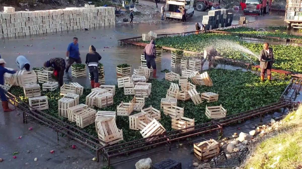 Çiftçi 42 dönümde yetiştirdi, satamayınca bedava dağıttı! Gelen geçen dua etti: ‘Pazarda pahalı, burada bedava’