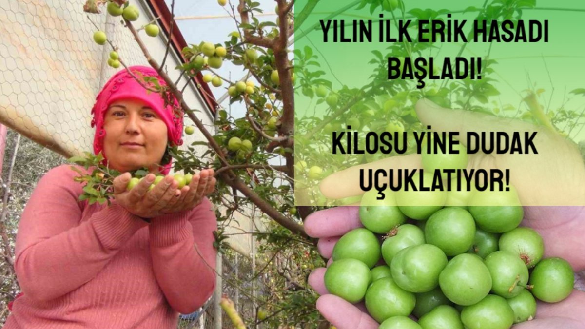 Yılın ilk erik hasadı başladı! Kilosu yine pahalı: 8 bin ton erik hasadı bekleniyor