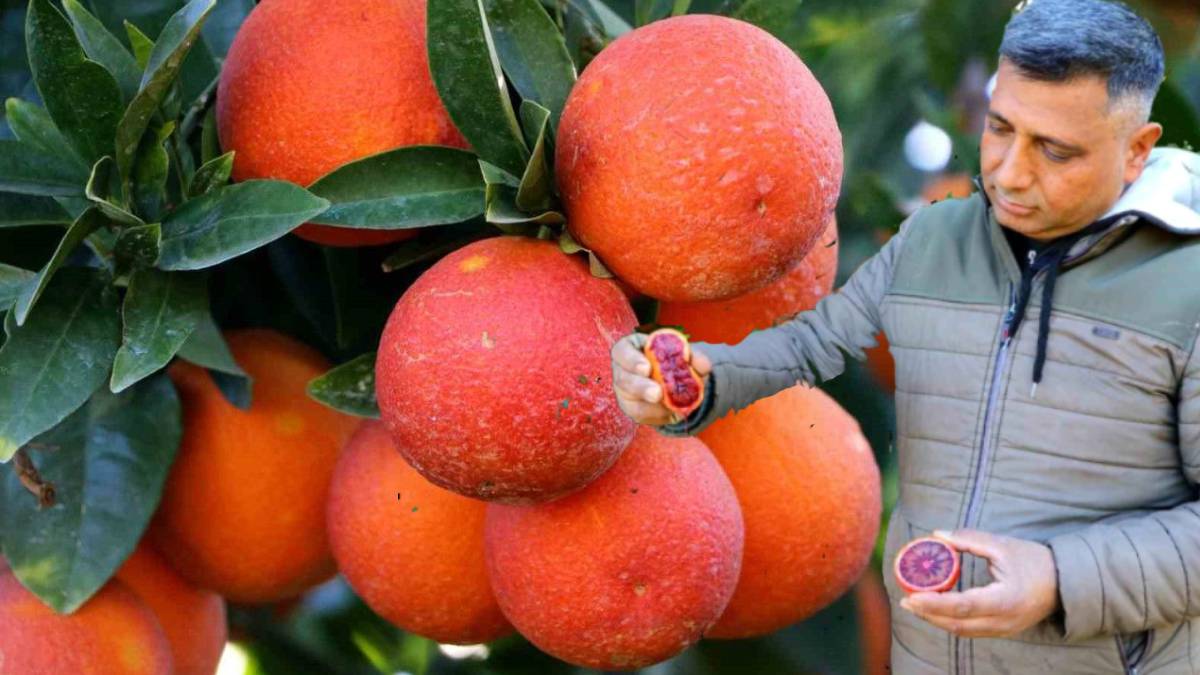 Türkiye yetiştiriyor, Rusya, Avrupa, Suudi Arabistan havada kapıyor! Rekolte uçuyor ama Türkler kıymetini bilmiyor