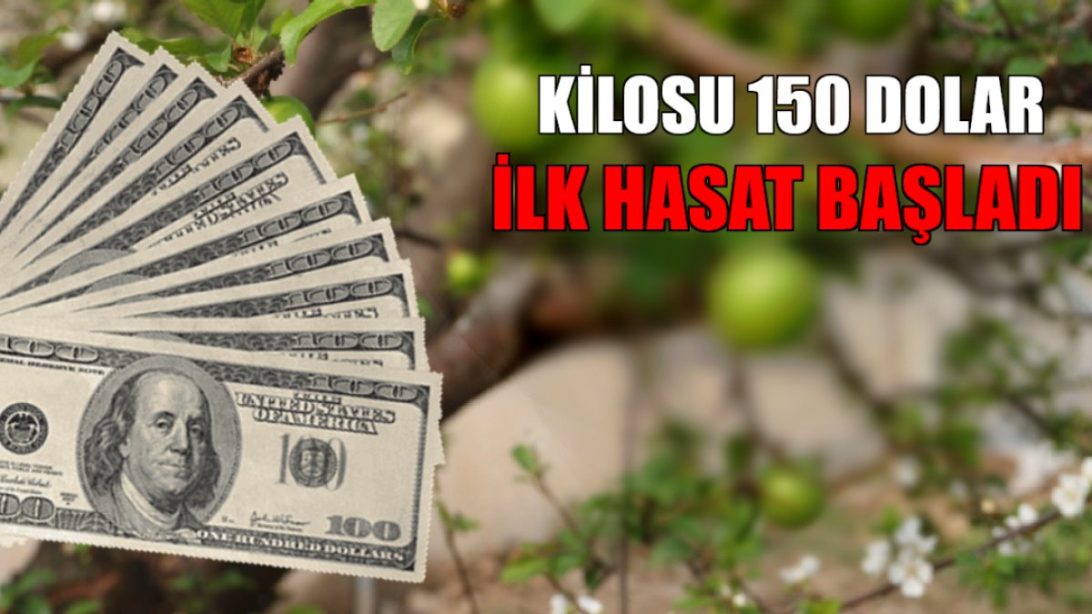 Türkiye'de yetişiyor, yabancılar yiyor! Daha biz yüzünü göremeden bitecek, kilosu 150 dolardan altınla yarışıyor