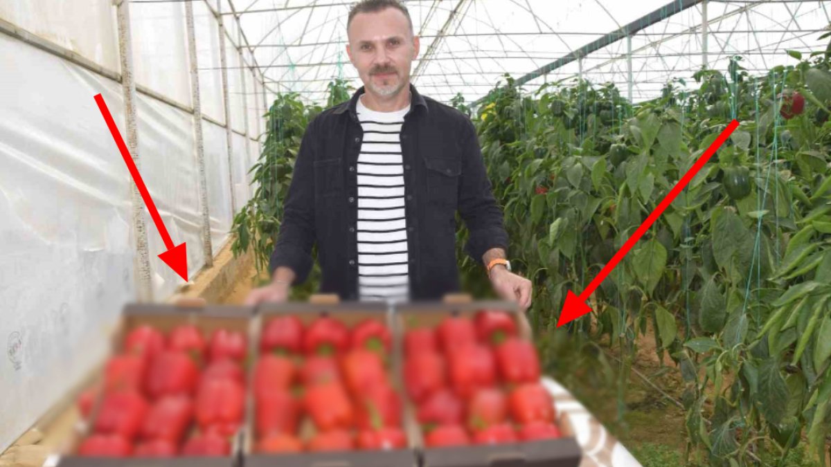 Kardeş ülkeden geliyor, Türkiye'de yetişiyor! En ekonomik ürünlerinden, Romanya, Polonya, Ukrayna, Rusya bize bile bırakmıyor