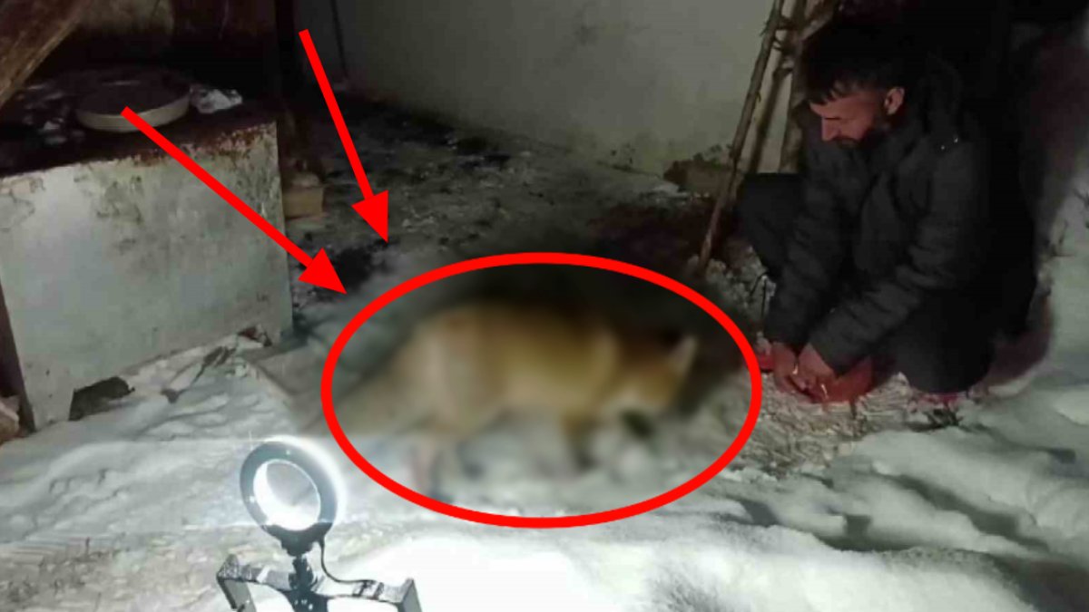 Erzurumlu dağcının vahşi hayvanla dostluğu görenleri korkuttu! Kedi gibi elleriyle doyuruyor: "Zayıf görünce beslemeye başladım"