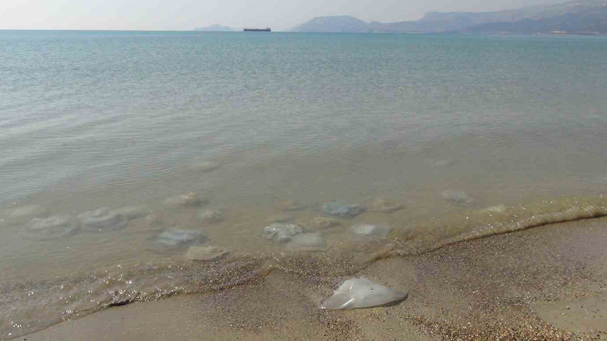 Akdeniz'de endişelendiren görüntü! Yüzlercesi kıyıya vurdu