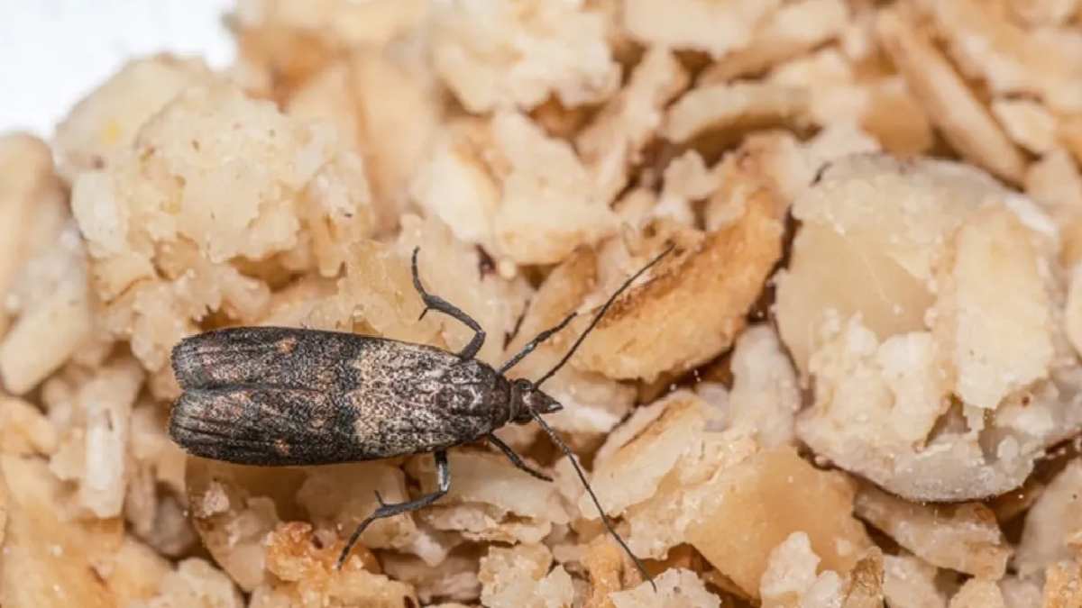 İçine 1 tane atan güve nedir bilmiyor! Kuru ürünlerin doğal koruyucusu! Yalnızca gripten değil güveden de koruyormuş…