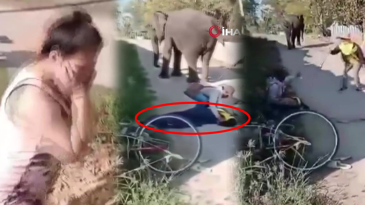 Filin sahibinin üzerine oturarak öldürdüğü anlar kamerada! Pestil gibi ezip usulca uzaklaştı