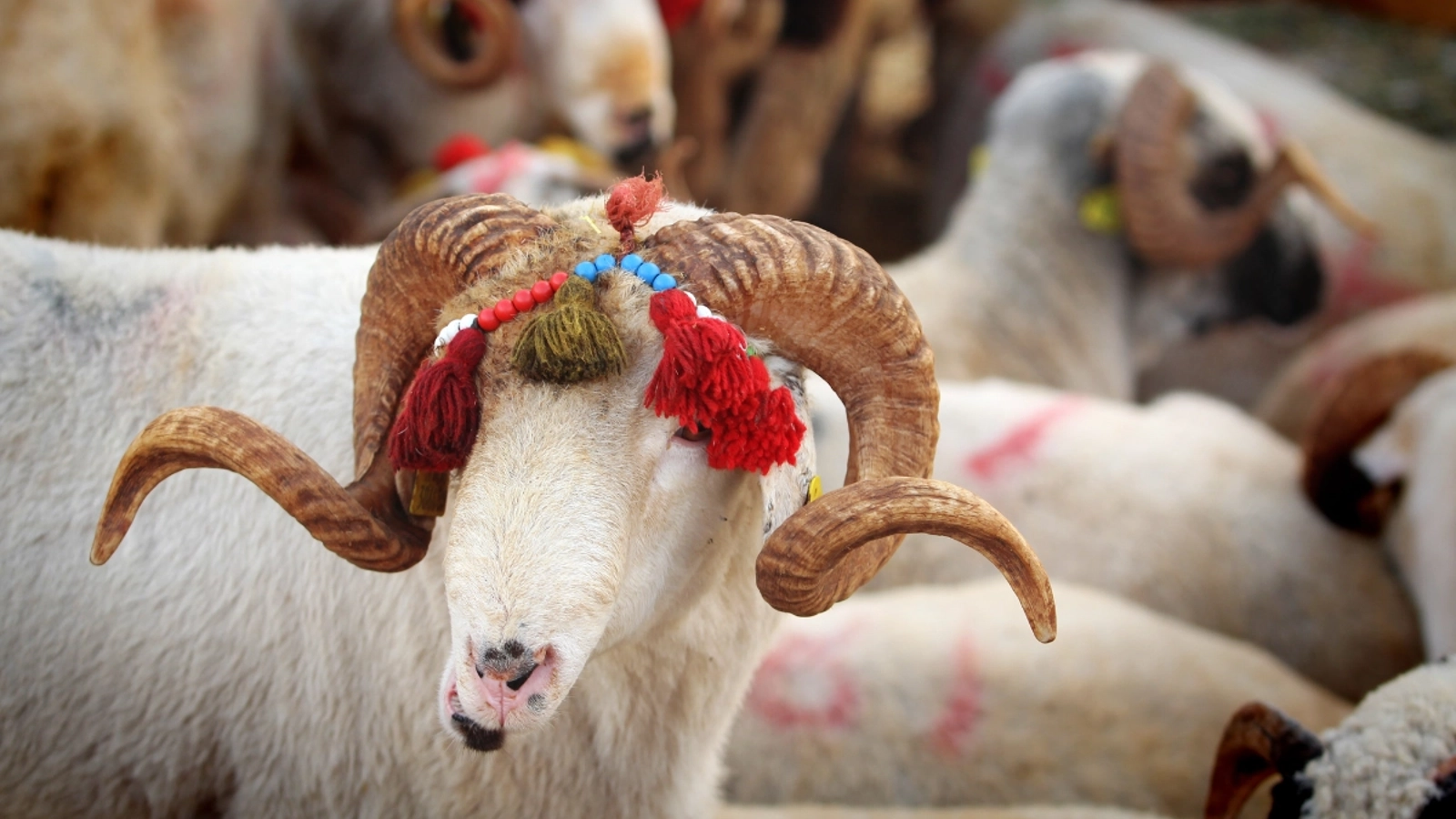 2024 Kurban Bayramı ne zaman?