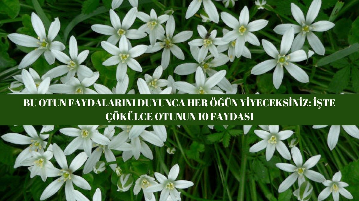 Doğanın mucizevi hediyesi: Çökülce otunun 10 inanılmaz faydası! Faydalarını duyan ormana toplamaya koşuyor