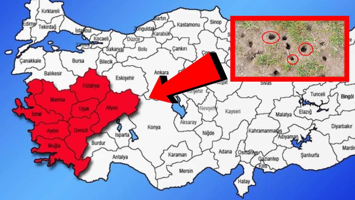 Aydın, Denizli, İzmir, Manisa son olarak Muğla! Bu delikleri gördüyseniz istila başladı demektir