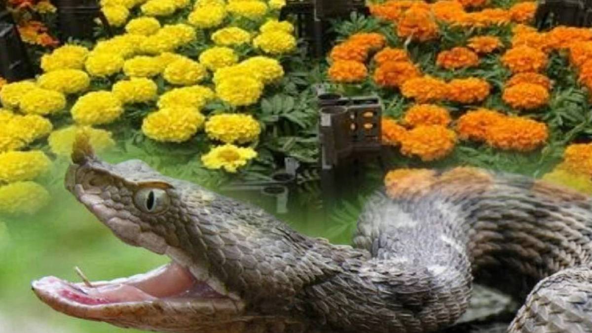 Bahçenizde bunlar varsa hemen söküp atın! Bu 4 şey yılanları adeta mıknatıs gibi kendine çekiyor…