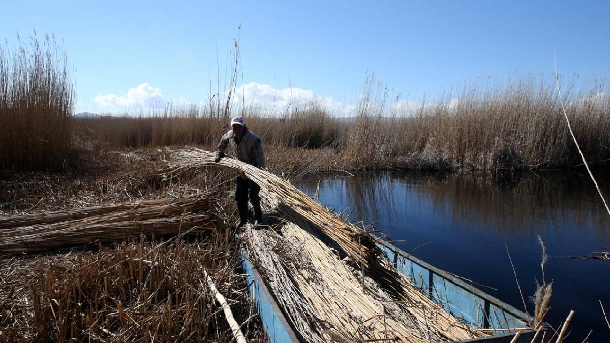 40 yıldır özel izinle bu işi yapıyor! Geleneksel yöntemle hasat ekmek kapısı oldu: ‘Sıcak olmasaydı 20 bağ olurdu 50 bağ’