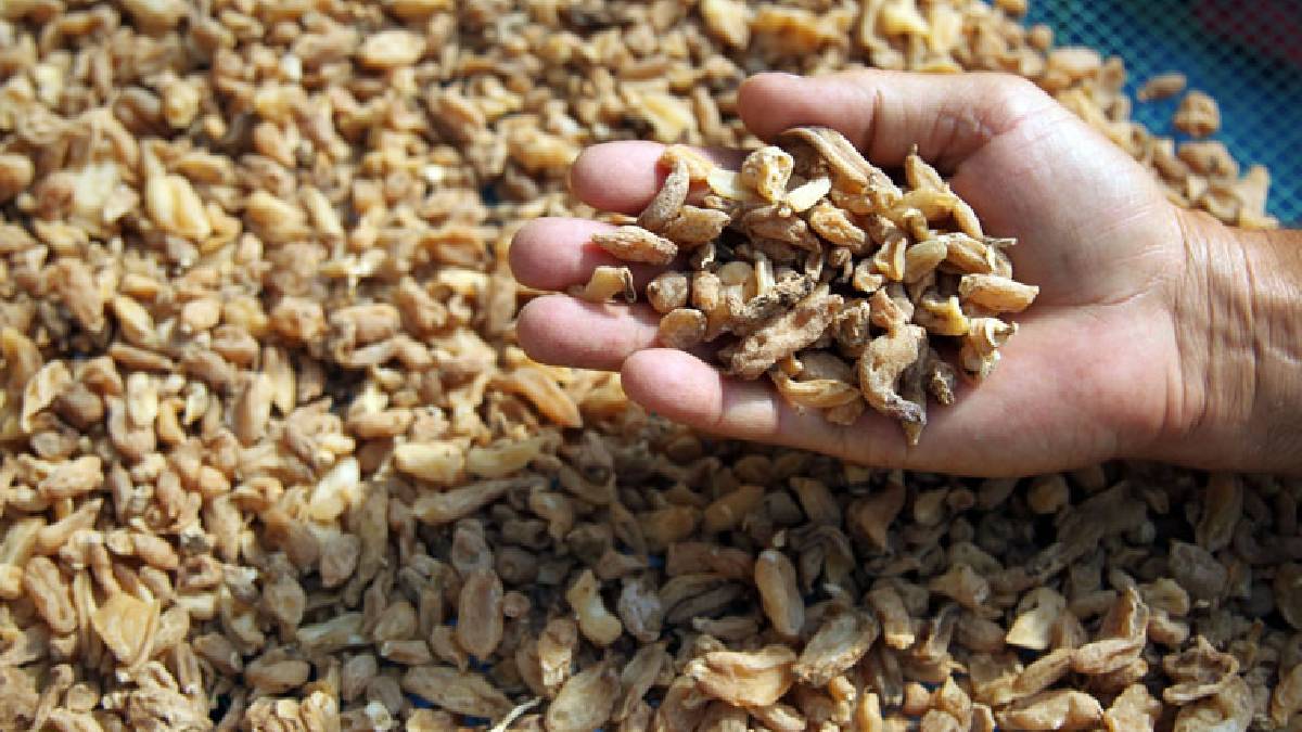 Kurusu da yaşı da para bastırıyor! Bu şarta sağlayan herkes ekebilecek: Bir dönüm eken 300.000 lirayı cebine koyuyor