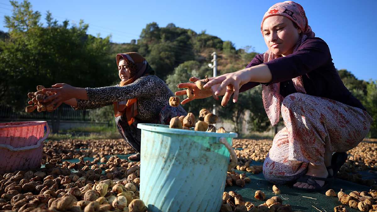 Günde 2 tanesi  kefiri kıskandırıyor! Kilosu 300 TL oldu ama her şeyde kullanılıyor