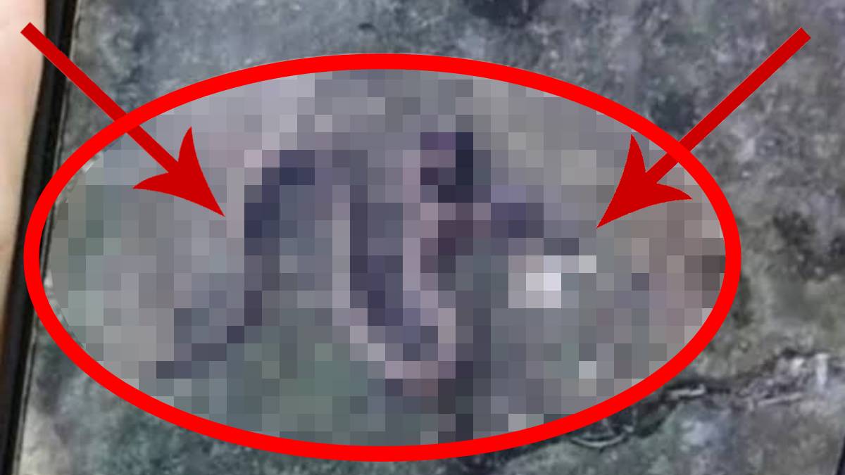 Havalar ısınınca topraktan çıkmaya başladılar! Evinizde o ses varsa arkanıza bile bakmayın: Mersin, Adana, Trabzon, Bursa...