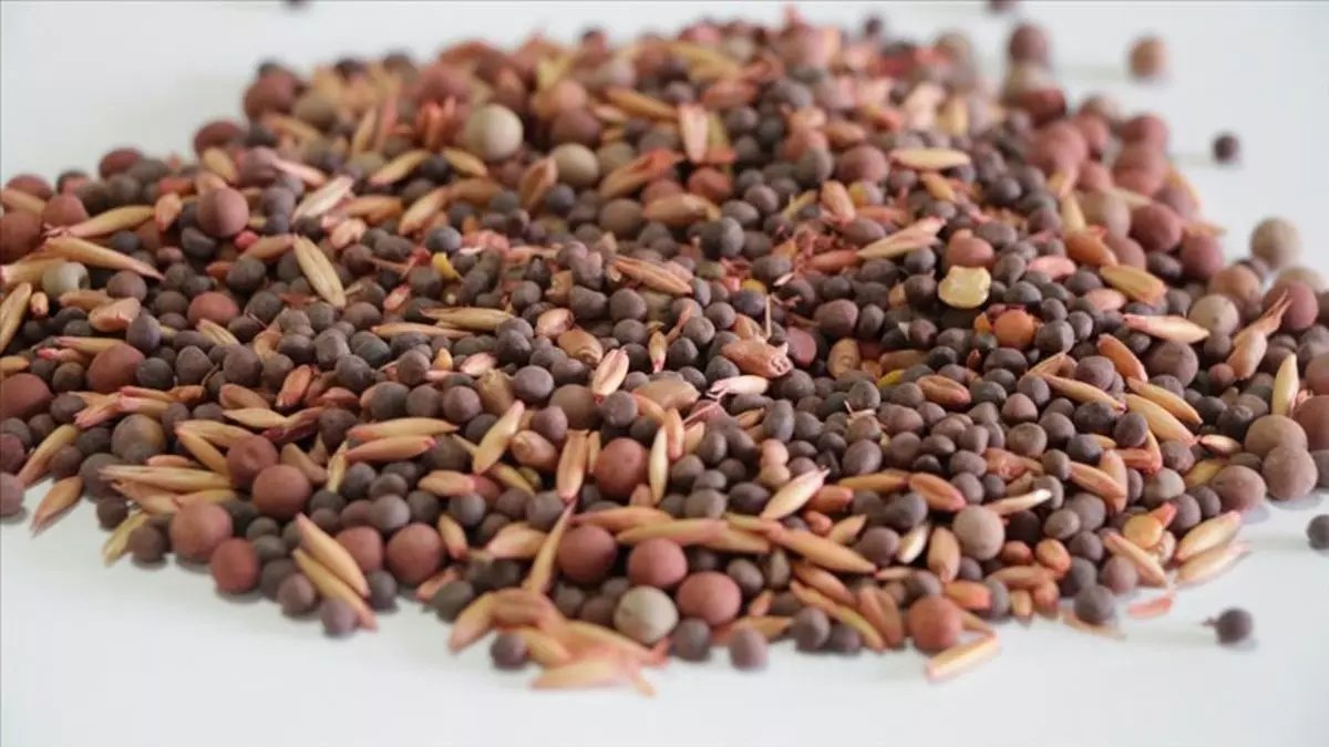 Ünlülerin evinden eksik olmayan tohum! Formda kalmalarının sırrı buymuş: Suya iki kaşık ekleyince kilo verdiriyor