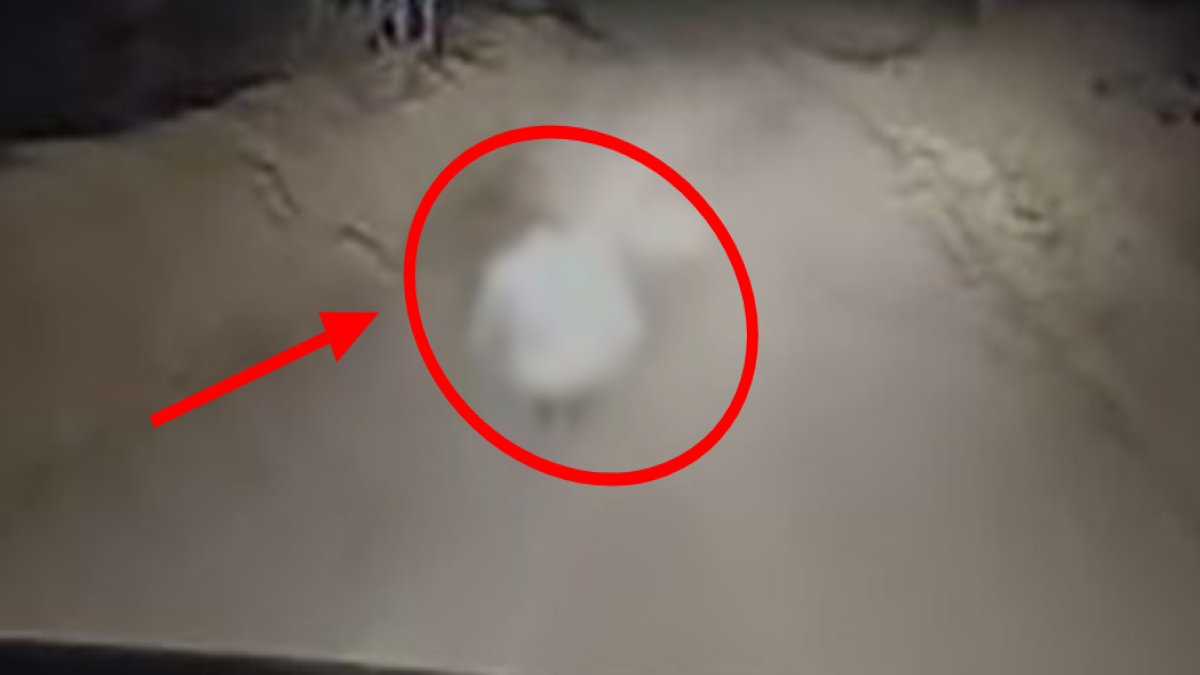 Nesli tükenme tehlikesi altında! Kırmızı listede korunan o canlı Elazığ'da görüntülendi