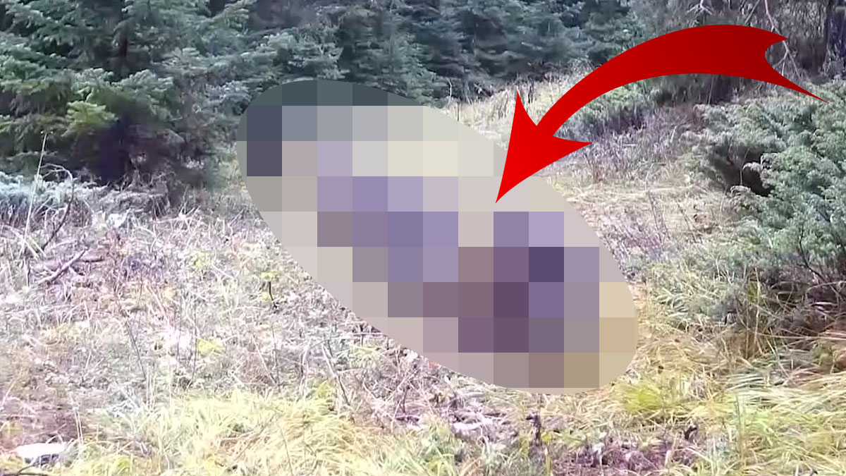 Ormanda fıldır fıldır geziyorlar: Bu kez liderleri de görüntülendi! Bugüne kadarki en net görüntü kaydedildi