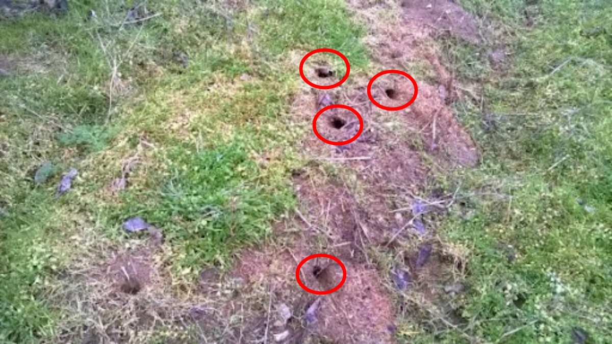 Bağınızda bahçenizde delikler varsa hemen sayın! Çiftçilere acil uyarı geçildi: Sayısı 5'i geçiyorsa yandınız