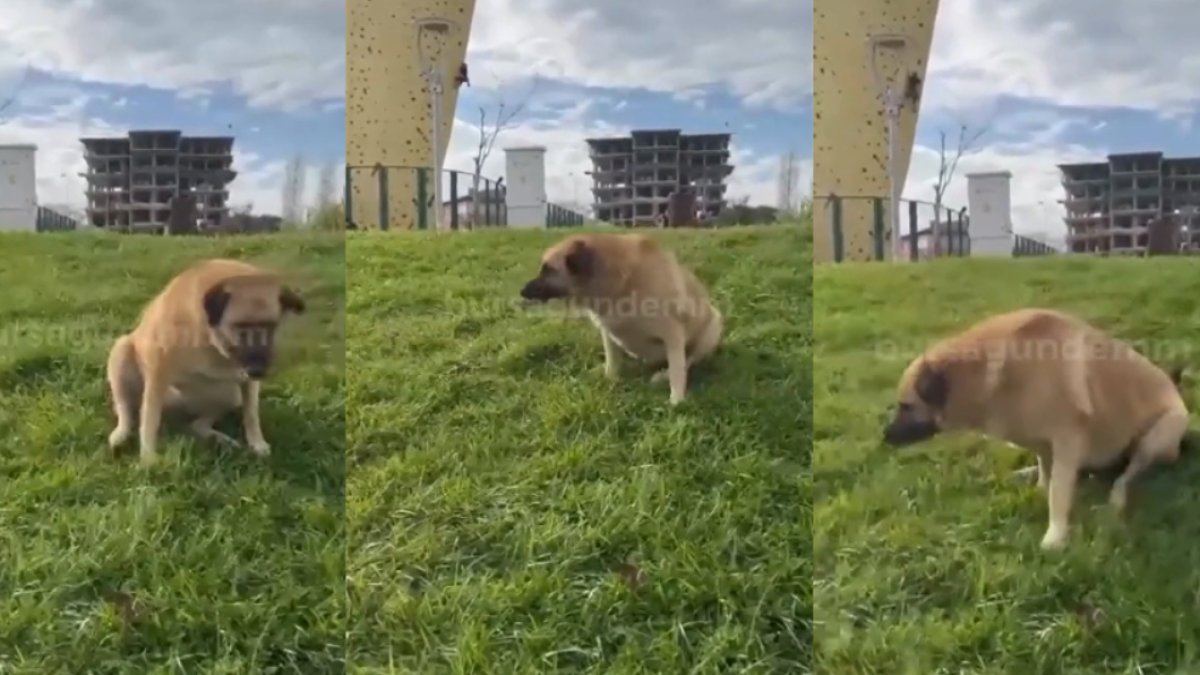 Köpeği gören haline acıyor ama... 'Zabıta geliyor' denilince işin aslı ortaya çıktı: Engelli sanılan köpek bakın ne yapıyor