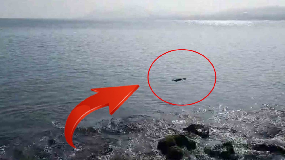 Sahilde dolaşırken gördü! O anları hemen kaydetti. Nesli tükenmekte olan o hayvan bir ilimizde daha görüldü