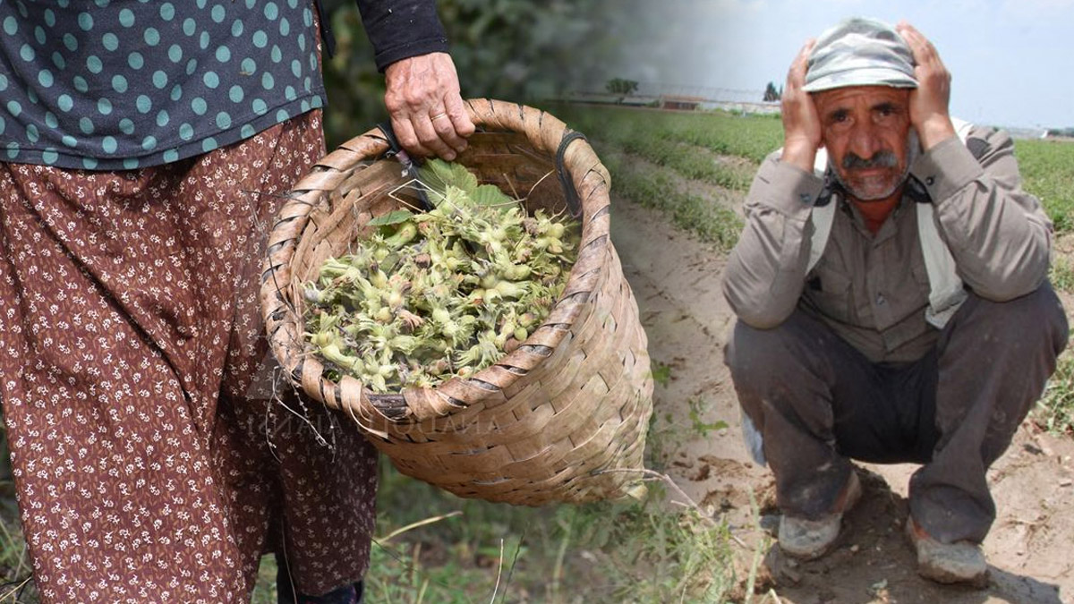 Fındık bahçesine giren Karadenizliler o manzarayı görünce yere çöktü! Durum korkunç... Tüm Türkiye o manzaraya hazır olsun