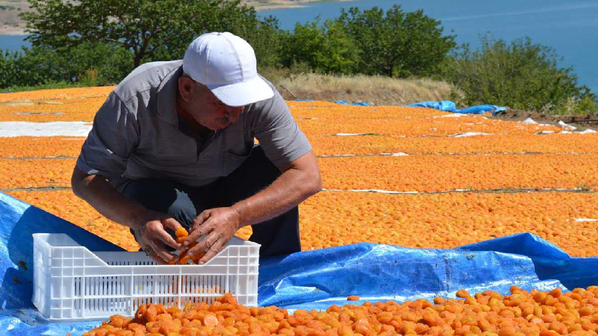 Türkiye’nin ekonomik kaynağı! Hastalık kapıya dayanmadan acil önlem! Çiftçinin eli kolu bağlandı ek ödeme gerekiyor