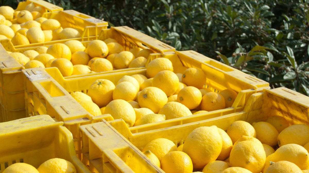 Limon üreticide 2.5, markette 18 TL