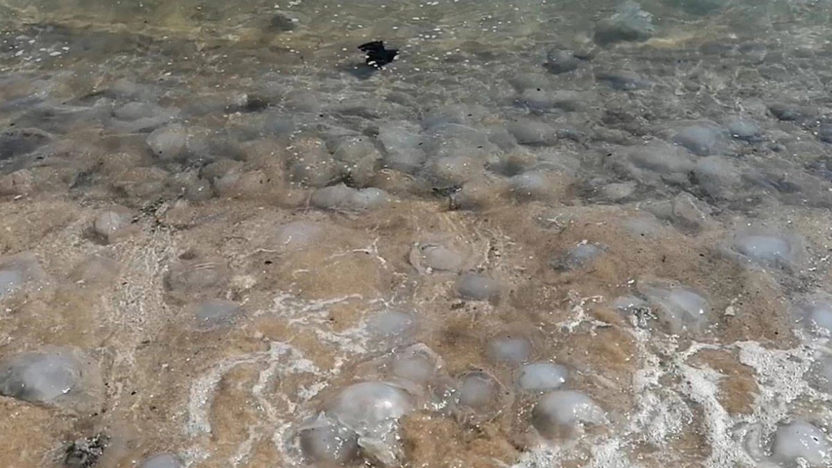 Uzmanlardan 'zehirli denizanası' uyarısı: Ölüsüne de dokunmayın