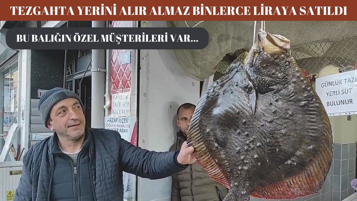 Karadeniz'in en nadir balığı tezgaha düştü, anında 7 bin liraya alıcı buldu! Pahalı da olsa her yerden bu balığa talep yağıyor