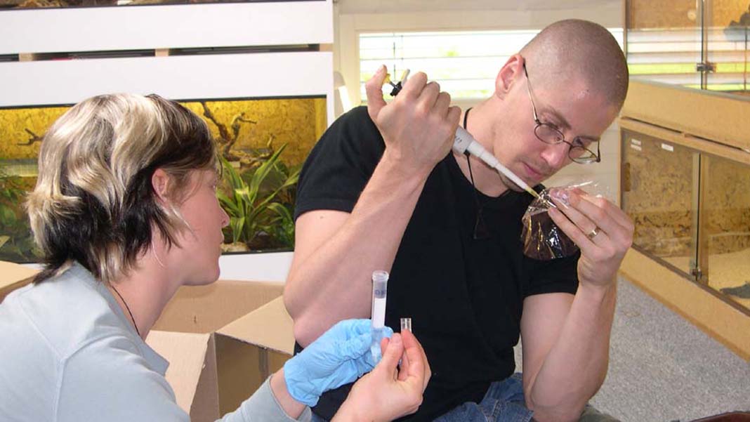 Dünyanın en büyük yılanı Amazon anakondasının yeni türü keşfedildi