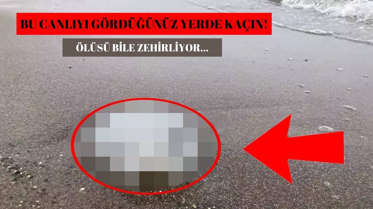 Bu canlıyı görürseniz sakın dokunmayın! Ölü olsa bile zehirliyor, uzmanlar istilacı o türe karşı uyardı