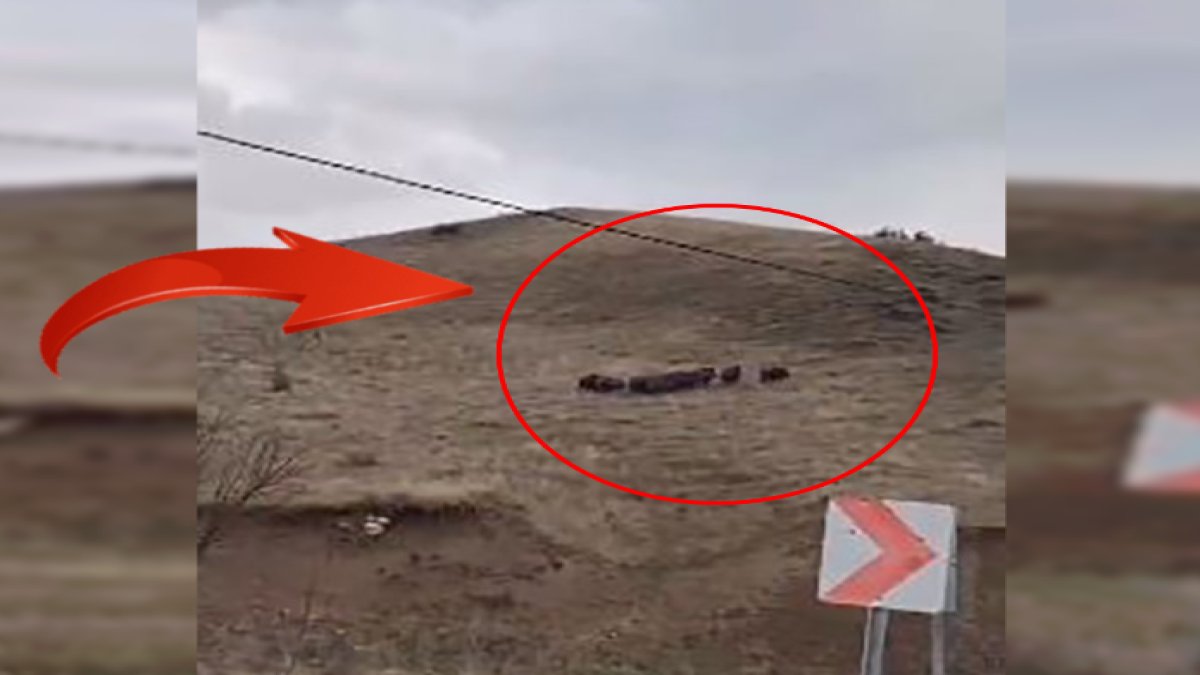 Kimse oralarda dolaşamıyor! O ilde koca domuz sürüsü görüldü: O anlar böyle kaydedildi