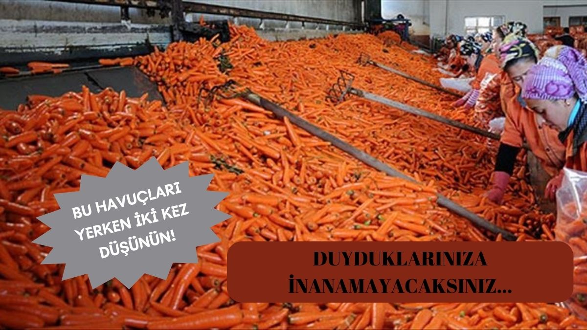 O havucu yerken iki kere düşünün! Türkiye'nin en meşhur havucu orada yetişiyordu ama... İçinden ne çıktı!