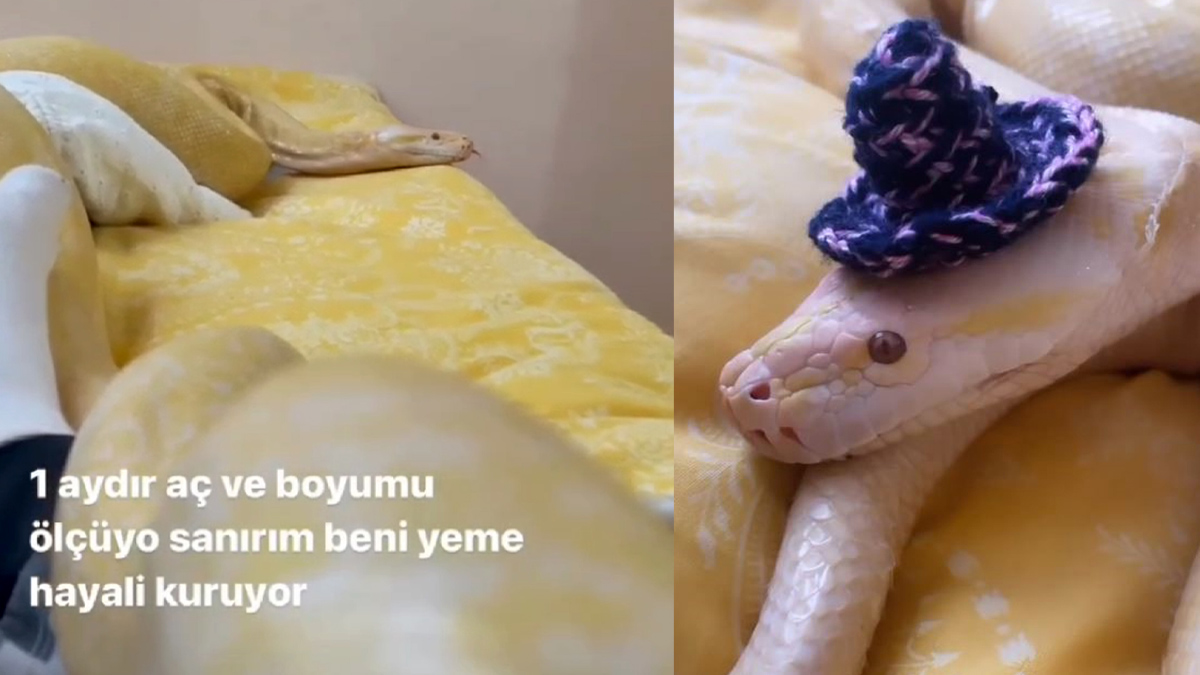 Kiracısına ulaşamadı, evde 1.5 metrelik pitonla karşılaştı! Sanırım beni yeme hayali kuruyor