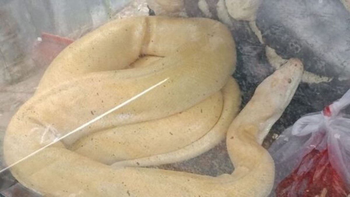 Bu olay Filipinler'de değil Antalya'da yaşandı! 1.5 metrelik korkunç piton apartmanın içerisinden  çıkarıldı