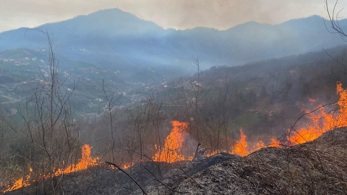Artvin'de orman yangını: 1 hektarlık alan kül oldu