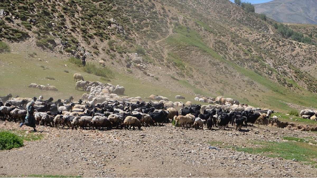 İnsanlarda görülen o hastalık 80 koyunu öldürdü! Hayvancılık yapanlar diken üzerinde: "Gece gündüz nöbet tutuyoruz"