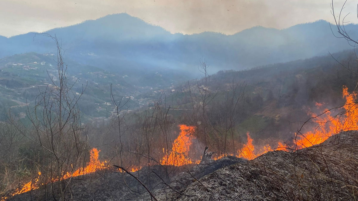 Artvin'de orman yangını: 1 hektarlık alan kullanılamaz hale geldi