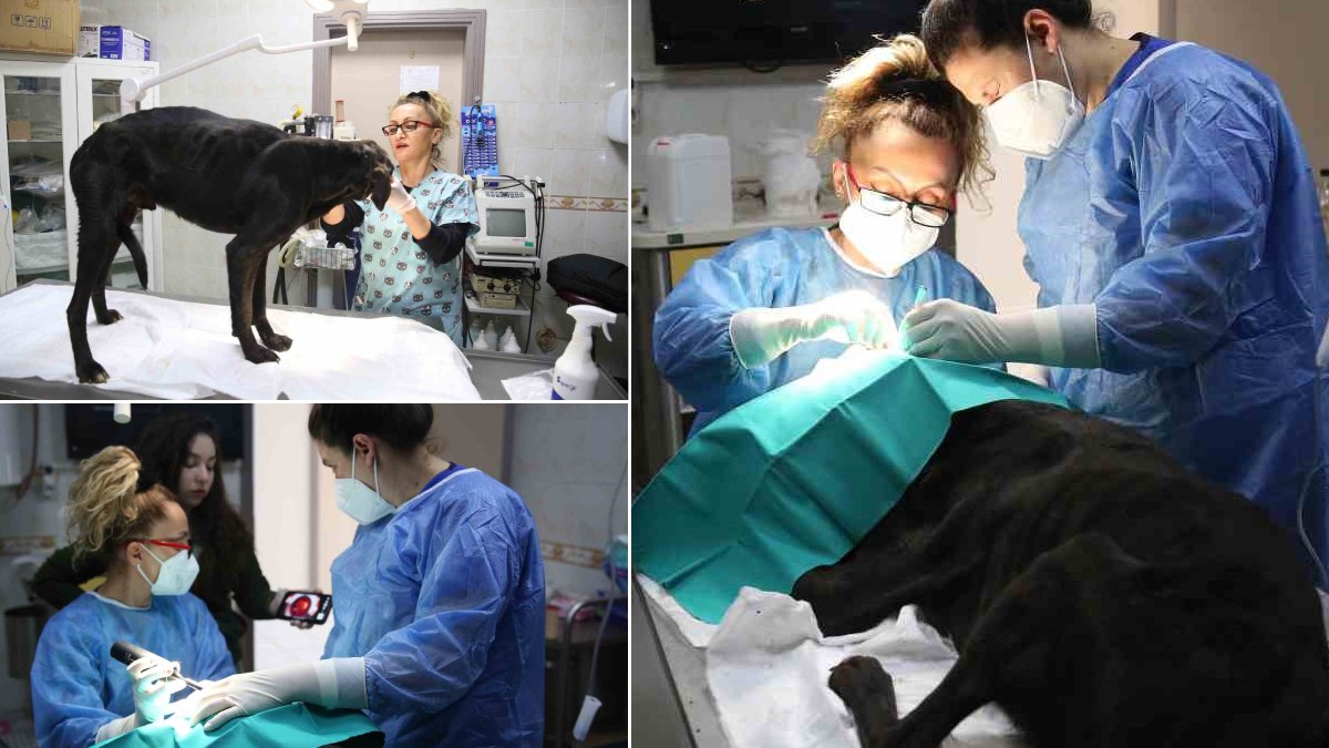 Kurşunlandı, gözleri oyuldu... Cingöz'ün hayatı çalındı