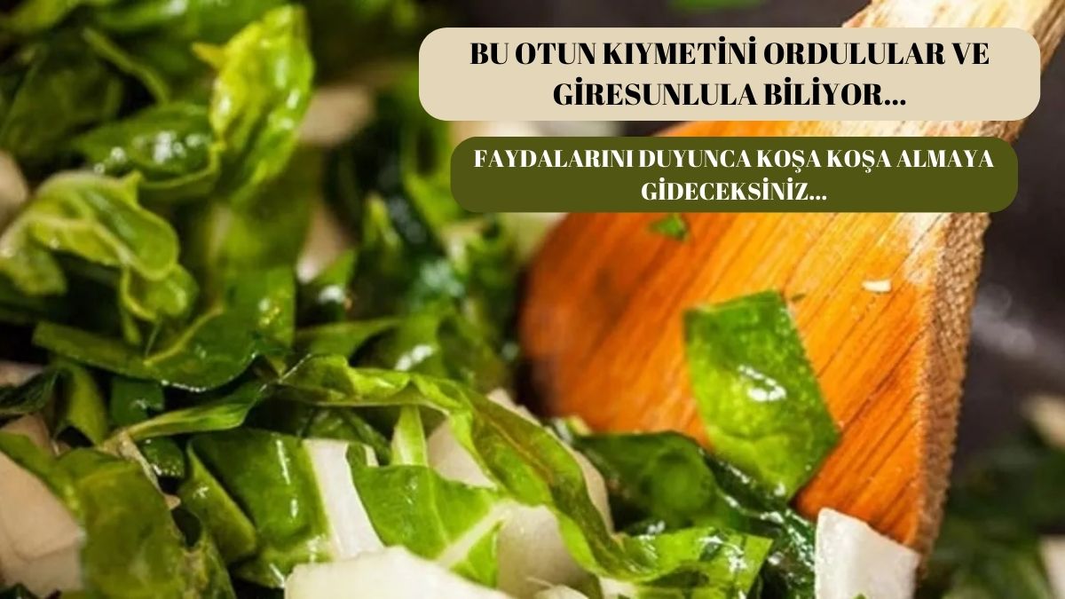 Türkiye'de sadece Ordulular ve Giresunlular biliyor! Vücuttaki tüm zehri söküp atıyor: Şekeri yok ediyor