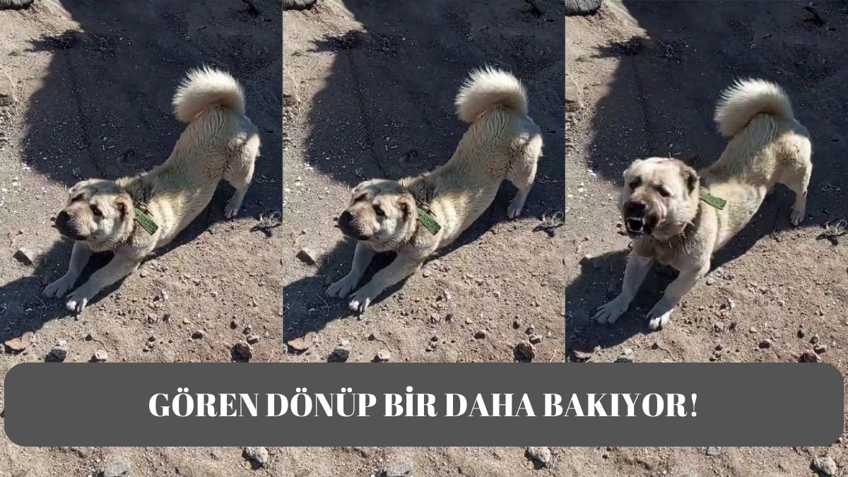 Böyle Sivas Kangalı görmediniz! Kafası Kangal vücudu başka… O görüntü hayrete düşürdü