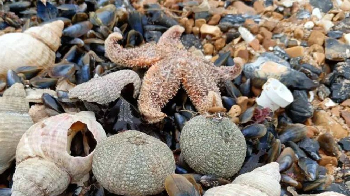 Ölü denizyıldızları sahile vurdu