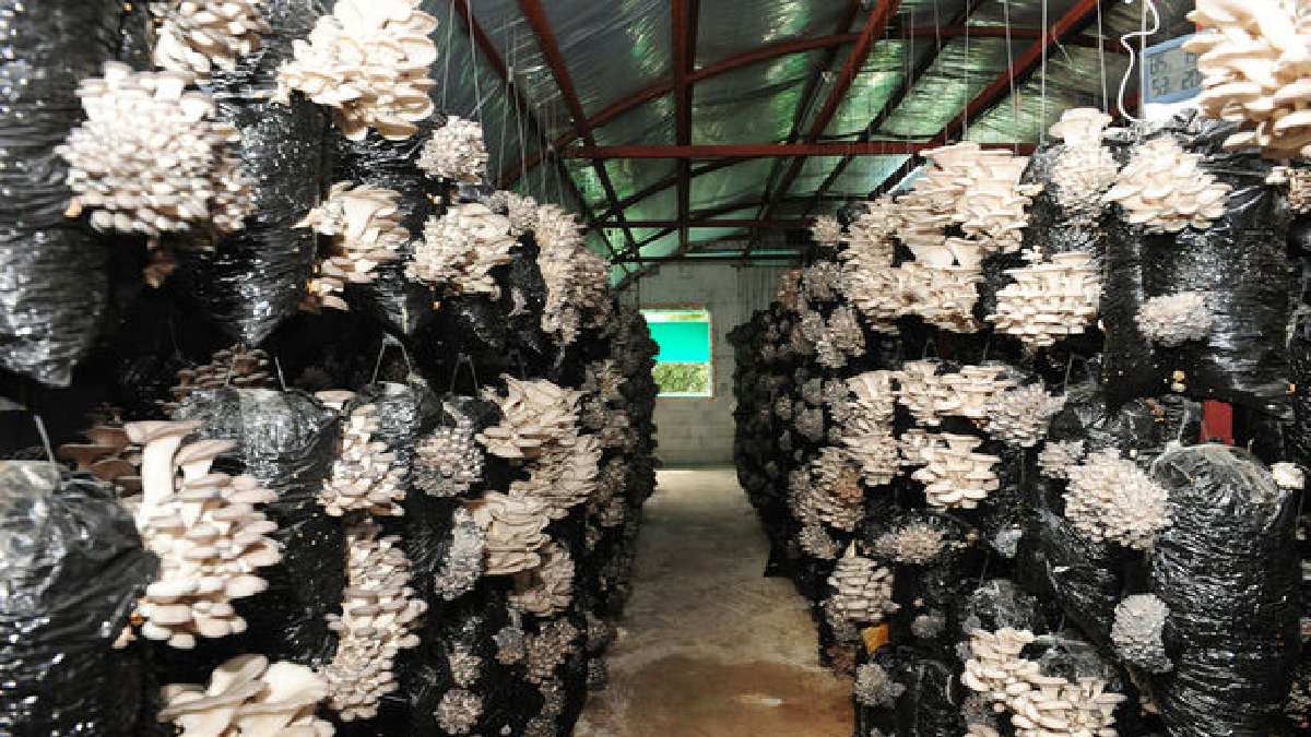 Yaptığı özel karışımla 3 ton ürün alıyor, tüm köy bu ürünleri tüketiyor! Öğrencisi olduğu okulu üretim tesisine çevirdi!