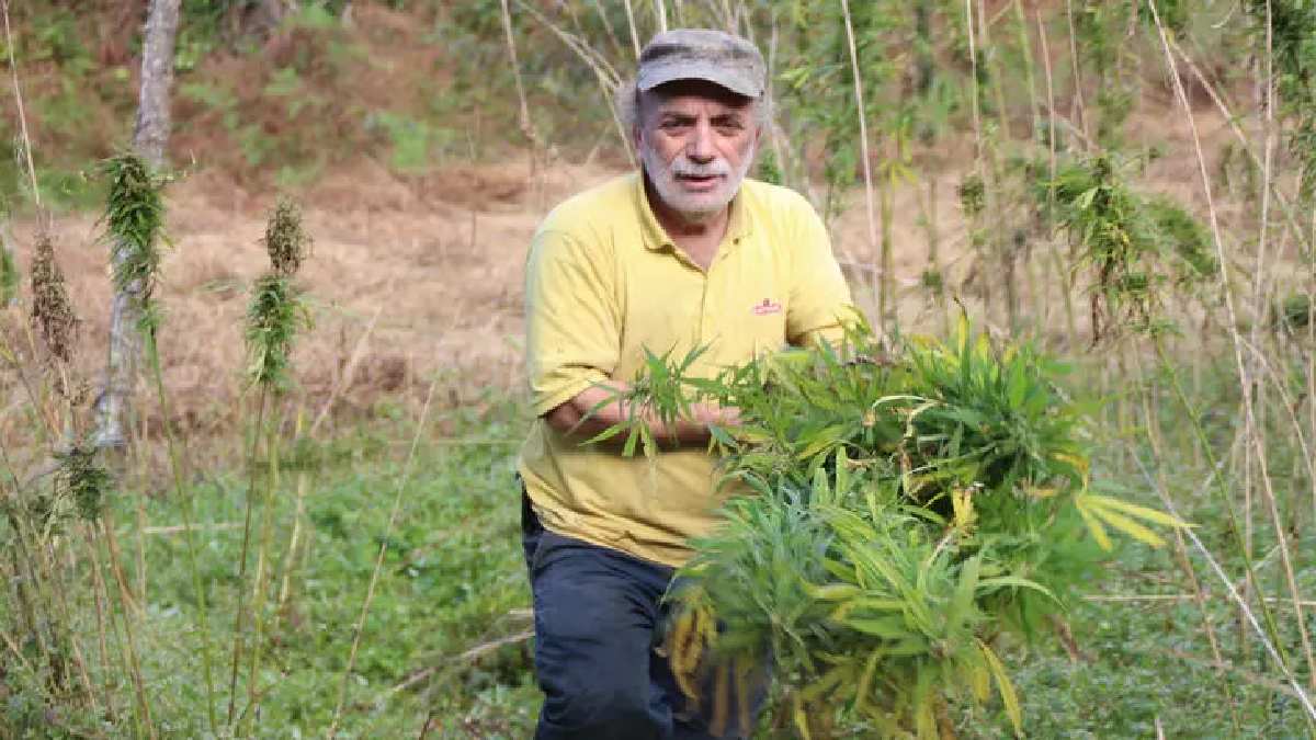 Yalnızca özel izinle üretiliyor, rekolte patlaması yaşanıyor! Yasaklı ürünü yalnızca 170 çiftçi üretebiliyor