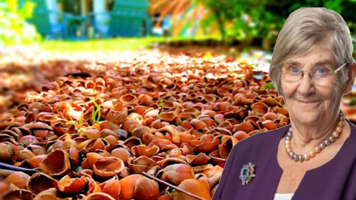 Karadeniz’in boncuğu kuruyemişin atası! Canan Karatay içi dışı şifa dedi! Sobaya giden kabuklar ciğerleri yaktı