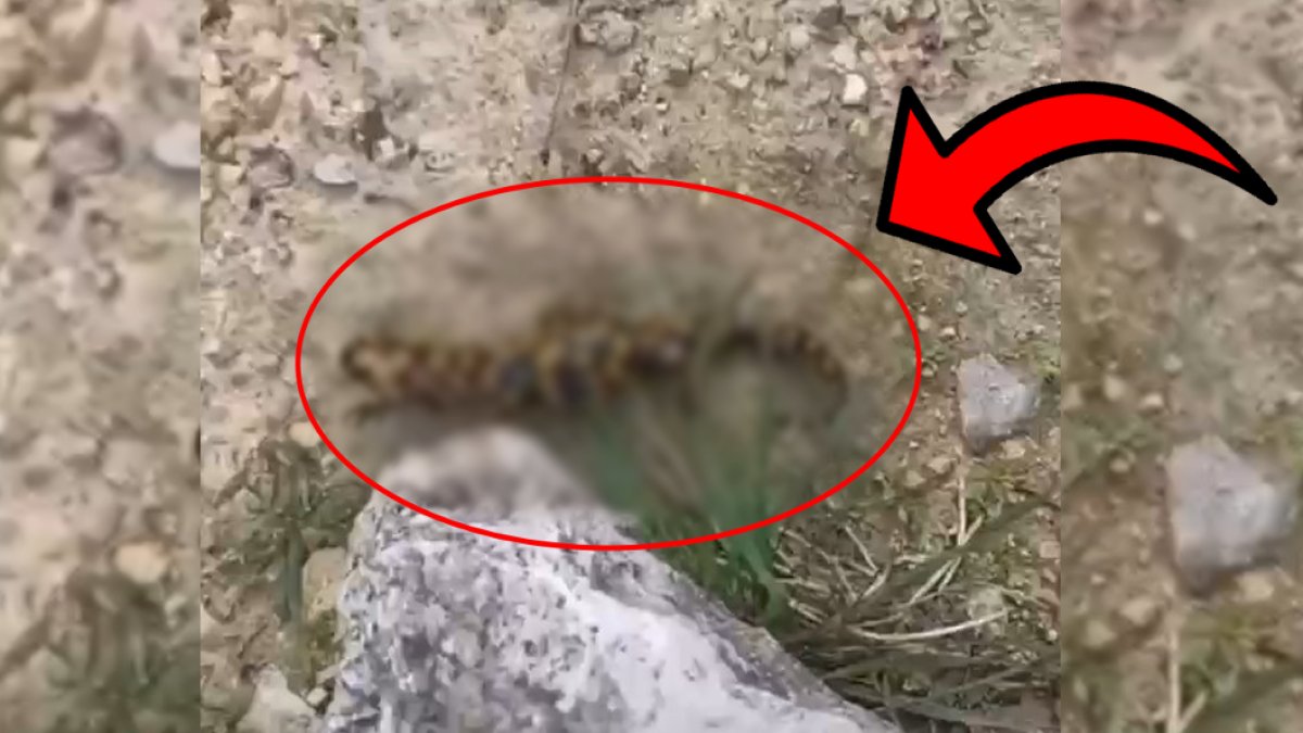 Doğa yürüyüşü sırasında rastladı! Nesli tükenmekte olan o hayvanı gördü: Görüntüler o ilimizden