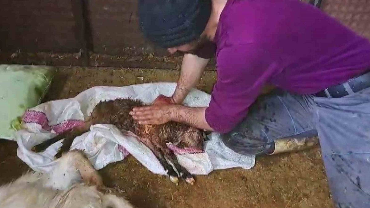 Kalbi duran oğlağı hayata döndürdü! Suni teneffüs ve kalp masajı ile ölümden döndü