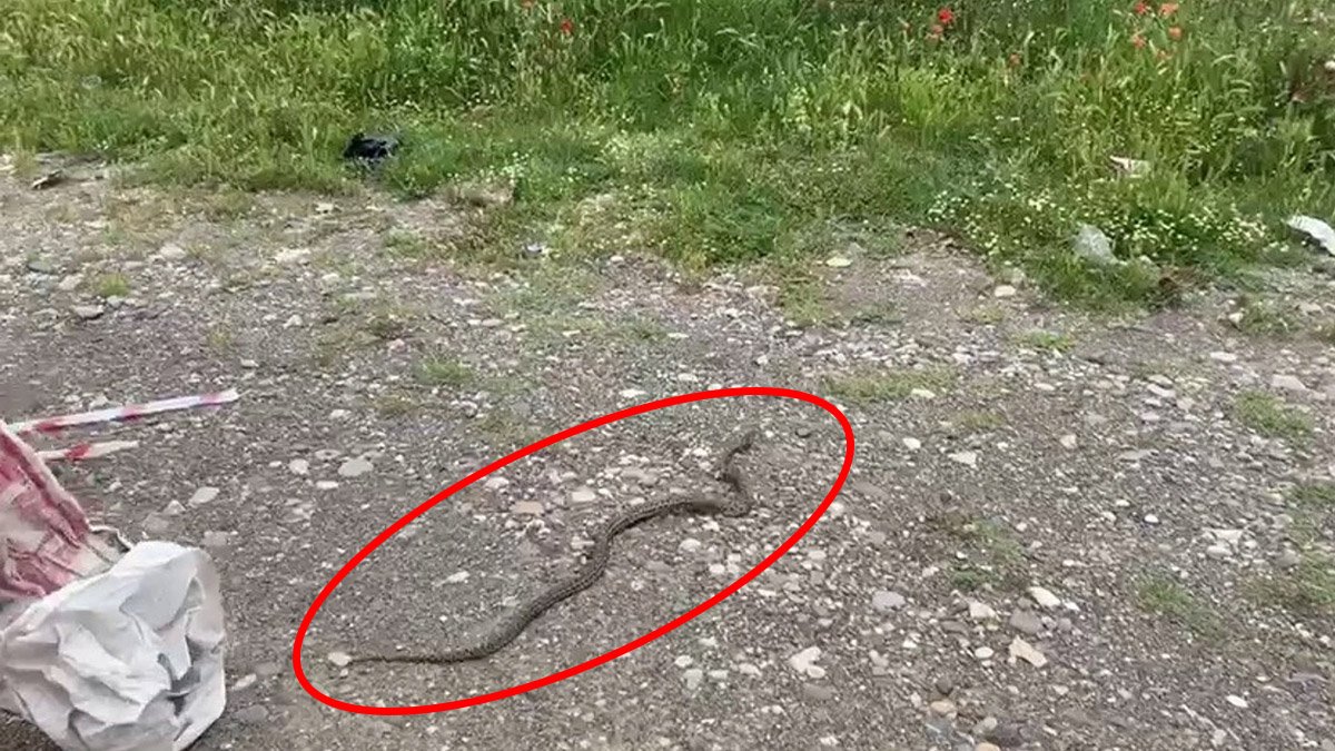 3 metrelik yılanı gördü, kaçmak yerine bakın ne yaptı? Elazığlı adamın o görüntüleri herkesi şaşkına çevirdi